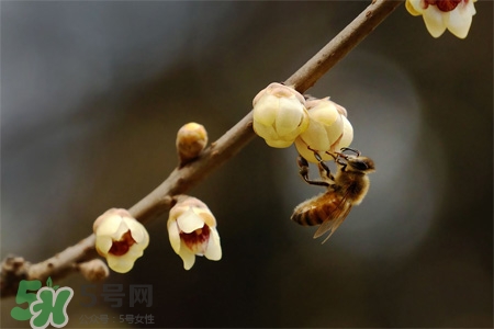 驚蟄吃什么蔬菜好？驚蟄節(jié)氣養(yǎng)生吃什么蔬菜？