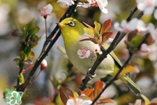 禽流感期間能接觸鳥糞嗎？碰到鳥糞會得禽流感嗎？