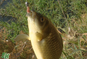 驚蟄前后可以夜釣鯉魚嗎？驚蟄前后釣魚技巧