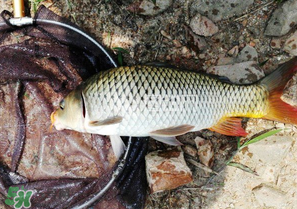 驚蟄前后可以夜釣鯉魚嗎？驚蟄前后釣魚技巧