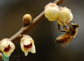 驚蟄過后一周會下雨嗎？驚蟄下雨好嗎？