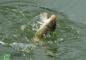 驚蟄過(guò)后好釣魚嗎？驚蟄后陰雨天好釣魚嗎？