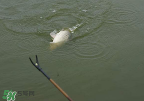 驚蟄過(guò)后好釣魚嗎？驚蟄后陰雨天好釣魚嗎？