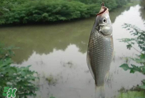 春分節(jié)氣好釣魚嗎？春分釣魚技巧