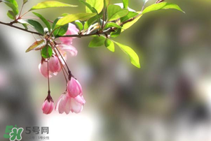 春分開什么花？春分什么花開？