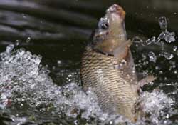 驚蟄過后好釣魚嗎？驚蟄后陰雨天好釣魚嗎？