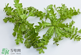 薺菜有蟲子嗎？薺菜根有蟲子嗎？