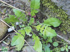 薺菜是什么菜？薺菜是什么野菜？