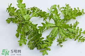 薺菜是什么菜？薺菜是什么野菜？