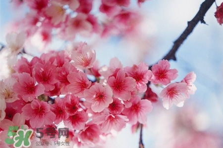 桃花可以釀酒嗎？桃花能泡酒喝嗎？