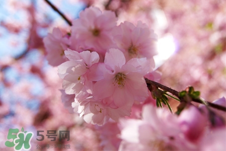 桃花可以釀酒嗎？桃花能泡酒喝嗎？