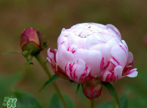 春天能種芍藥嗎？芍藥幾月種植？