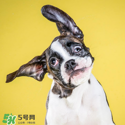 狂犬疫苗多少錢(qián)？狂犬疫苗價(jià)格？