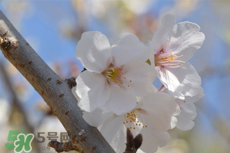 植樹節(jié)可以種什么花？植樹節(jié)種什么花好？