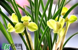 蘭花怎么養(yǎng)？蘭花怎么種？