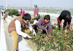 植樹節(jié)可以種什么植物？植樹節(jié)種什么植物好？