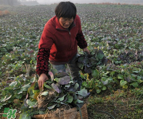 春天能種油菜嗎？油菜春天什么時候種植？