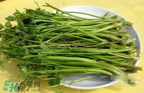 吃野芹菜會(huì)中毒嗎？吃野芹菜中毒了怎么辦？