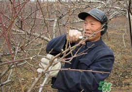 春天桃樹能剪枝嗎？桃樹春季什么時(shí)間剪枝？