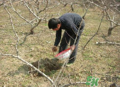 桃樹春天什么時候澆水？桃樹什么時候澆水？