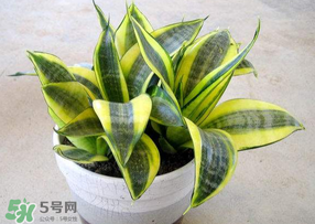 春天種什么植物？春天適合種什么植物？