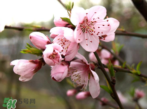 四月份還有桃花嗎？桃花幾月份開？