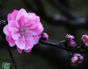 四月份還有桃花嗎？桃花幾月份開？