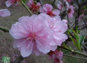 四月份還有桃花嗎？桃花幾月份開？