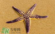 海星怎么吃？海星能吃嗎？