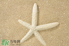 海星怎么吃？海星能吃嗎？