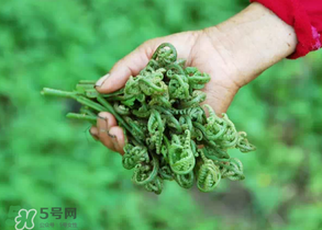 糖尿病能吃蕨菜嗎？糖尿病可以吃蕨菜嗎？