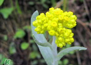 清明菜開花了能不能吃？清明菜怎么吃？