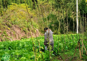 清明節(jié)種什么菜？清明節(jié)前后種什么菜？