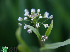 薺菜什么時(shí)候開(kāi)花？薺菜花什么時(shí)候采？