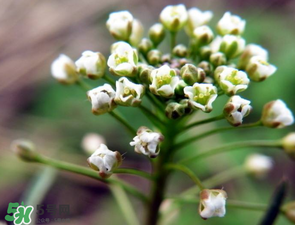 薺菜什么時(shí)候開(kāi)花？薺菜花什么時(shí)候采？