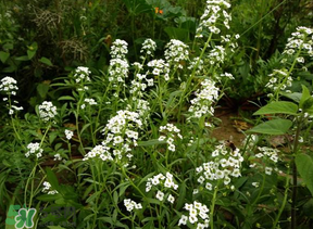 薺菜花可以泡茶嗎？薺菜花泡茶喝有什么功效？