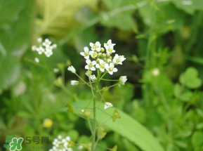 薺菜花可以泡茶嗎？薺菜花泡茶喝有什么功效？