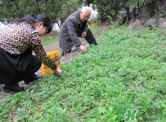 蒿子怎么保存？蒿子能放速凍保存嗎？