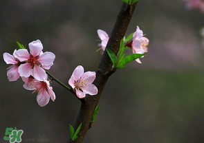 清明節(jié)還有桃花嗎？清明節(jié)去哪里看桃花？