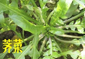 薺菜和狗肉能一起吃嗎？狗肉跟薺菜可以同食嗎？