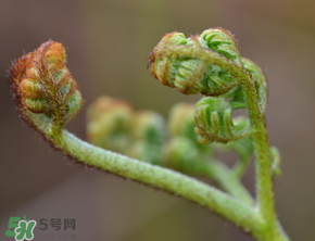 吃蕨菜會(huì)過(guò)敏嗎？皮膚過(guò)敏能吃蕨菜嗎？