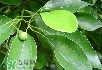 香樟樹(shù)的香味有害嗎？香樟樹(shù)的香味有沒(méi)有害