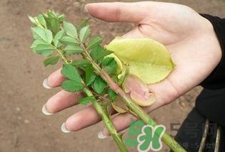 刺苔怎么吃 刺苔有什么功效