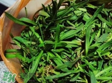 面條菜是清明草嗎?面條菜是清明菜嗎?