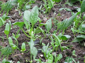 4月份可以種菠菜嗎？菠菜幾月份種？