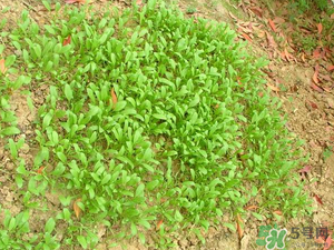 4月份可以種菠菜嗎？菠菜幾月份種？