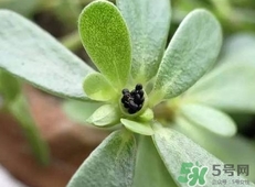 螞蟻菜是什么菜?螞蟻菜是什么樣子?