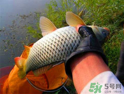 四月份可以釣鯉魚嗎？四月份怎么釣鯉魚？