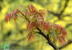 香椿多少錢一斤？香椿芽多少錢一斤2017？