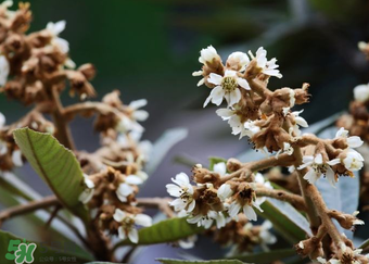 枇杷花孕婦能喝嗎？枇杷花孕婦可以喝嗎？